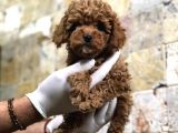 Toy Poodle Yavrular  ( Red,Red Brown,Apricot,Silver,Siyah)