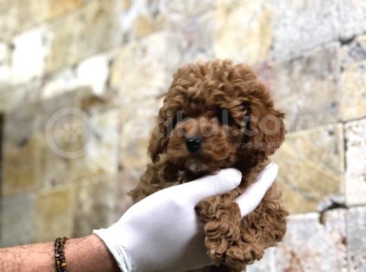 Toy Poodle Yavrular  ( Red,Red Brown,Apricot,Silver,Siyah) görsel