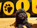 Toy Poodle Yavrular  ( Red,Red Brown,Apricot,Silver,Siyah)