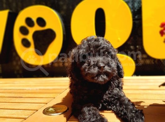 Toy Poodle Yavrular  ( Red,Red Brown,Apricot,Silver,Siyah) görsel