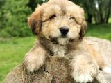 Küçük Maltipoo Bebegim
