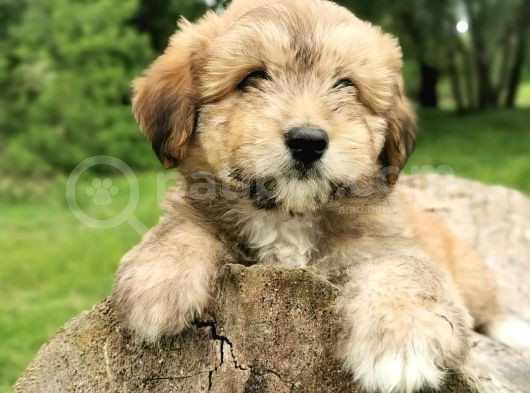 Küçük Maltipoo Bebegim görsel