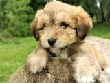 Küçük Maltipoo Bebegim