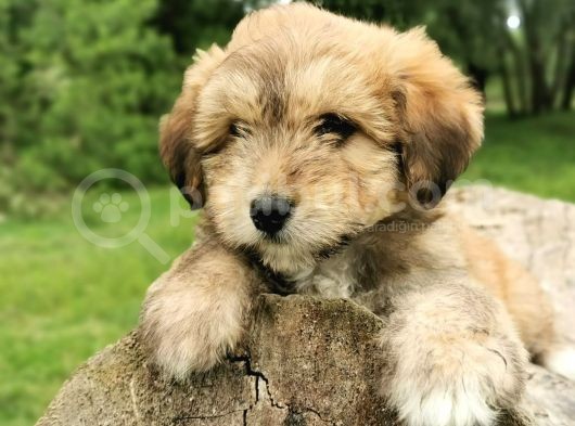 Küçük Maltipoo Bebegim görsel