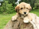Küçük Maltipoo Bebegim