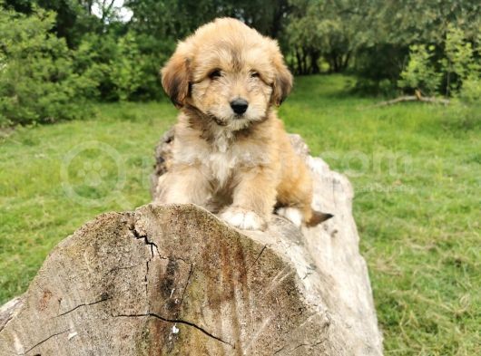 Küçük Maltipoo Bebegim görsel