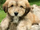 Küçük Maltipoo Bebegim