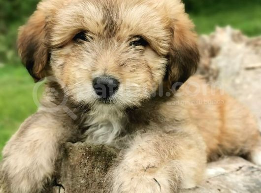 Küçük Maltipoo Bebegim görsel