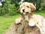 Küçük Maltipoo Bebegim