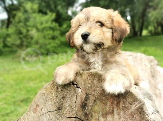 Küçük Maltipoo Bebegim