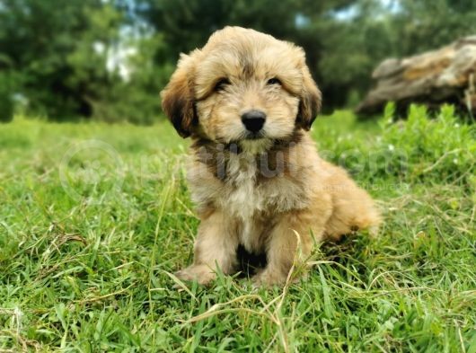 Küçük Maltipoo Bebegim görsel