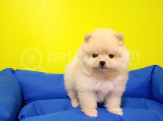 Pomeranian Boo Yavruları görsel