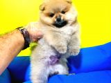 Pomeranian Boo Yavruları