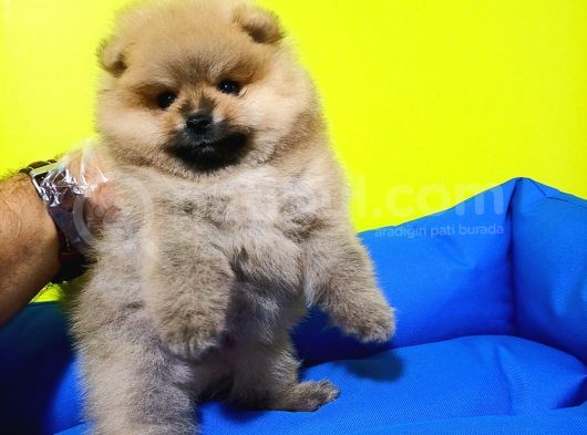 Pomeranian Boo Yavruları
