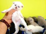 Blue Point Scottish Fold Yavrular Açiklamayi Okuyun
