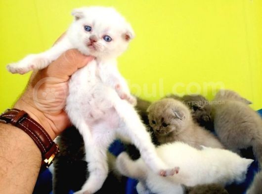 Blue Point Scottish Fold Yavrular Açiklamayi Okuyun görsel