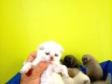 Blue Point Scottish Fold Yavrular açiklamayi Okuyun