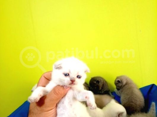 Blue Point Scottish Fold Yavrular Açiklamayi Okuyun