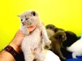 Blue British Shorthair