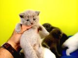 Blue British Shorthair