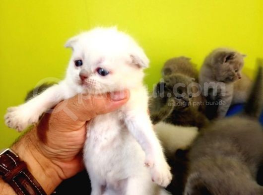 Blue Point Scottish Fold Yavrular Açiklamayi Okuyun görsel