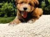 Küçük Maltipoo