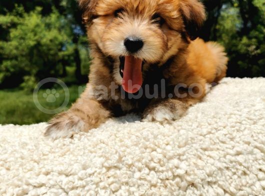 Küçük Maltipoo