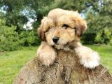 Küçük Maltipoo Bebegim