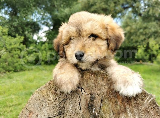 Küçük Maltipoo Bebegim görsel