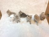 Ev Kedi̇leri̇ Safkan Di̇şi̇ Ve Erkek Bri̇ti̇sh Shorthai̇r Yavrular