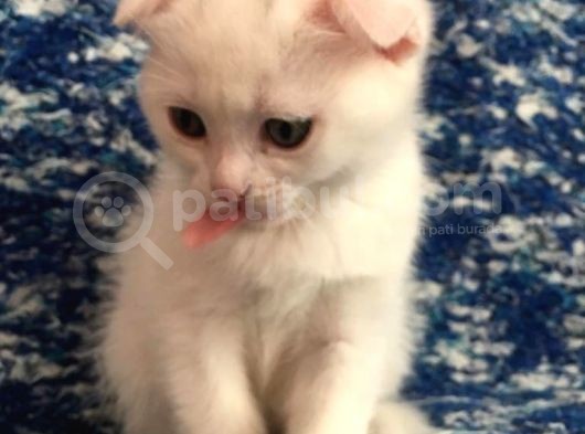Scottish Fold Beyaz Tesli̇me Hazir Çok Özel Son 2 Yavru görsel