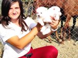 Spitz Yavruları (Bursa Köpek Okulu)