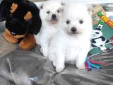 Spitz Yavruları (Bursa Köpek Okulu)