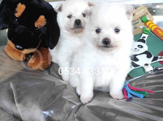 Spitz Yavruları (Bursa Köpek Okulu) görsel