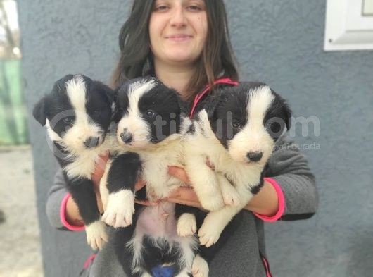 Border Collie Yavrular (Bursa Köpek Okulu) görsel