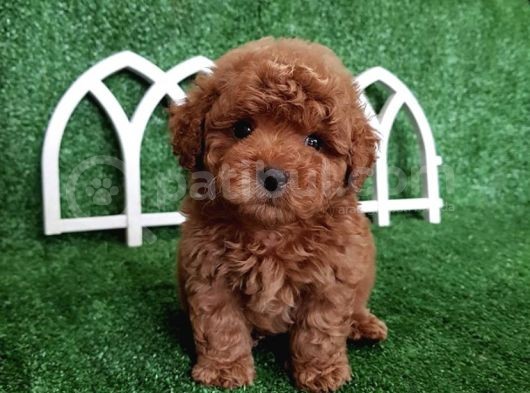 Safkan Toy Poodle Yavrularımız Irk Garantili