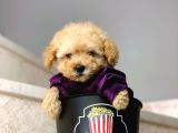 Irkının En İyisi Safkan Toy Poodle Yavrularımız