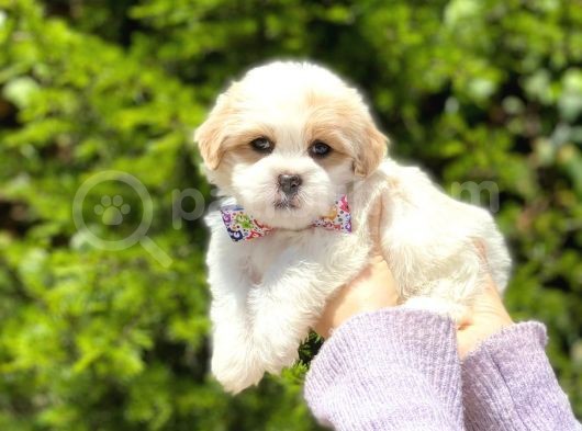 Tatlı Maltipoo Yavruları