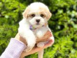 Tatlı Maltipoo Yavruları