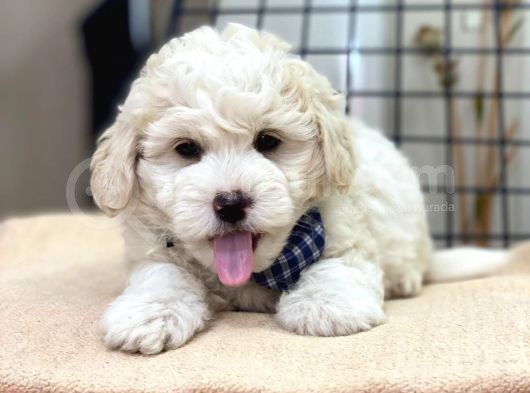 Tatlı Kızımız Maltese Terrier görsel