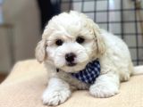 Tatlı Kızımız Maltese Terrier