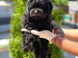 Siyah Toy Poodle Yavrular