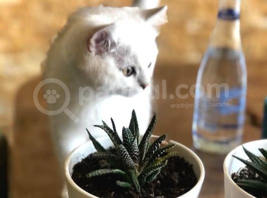 2 Aylık Oğlum görsel