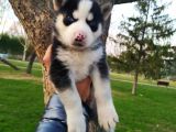 Sibirya Kurdu (Husky) Yavruları