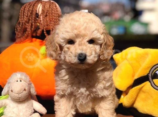 Apricot Toy Poodle Yavrular