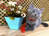 Sıcakkanlı Original Blue British Shorthair Yavrumuz Pierr
