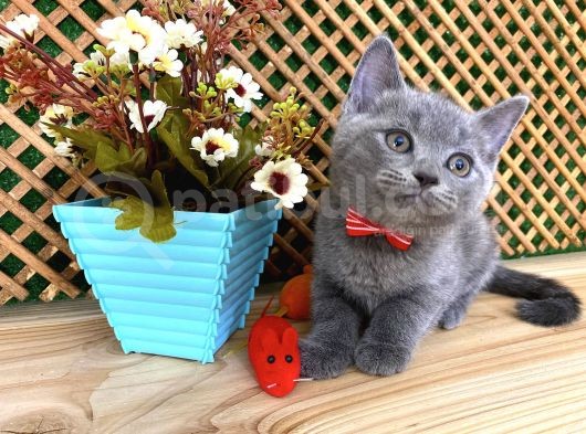 Sıcakkanlı Original Blue British Shorthair Yavrumuz Pierr görsel