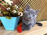 Sıcakkanlı Original Blue British Shorthair Yavrumuz Pierr