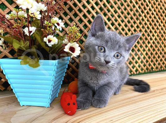 Sıcakkanlı Original Blue British Shorthair Yavrumuz Pierr görsel