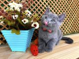 Sıcakkanlı Original Blue British Shorthair Yavrumuz Pierr